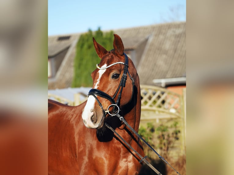 Hanovrien Jument 8 Ans 168 cm Alezan brûlé in Hohenfelde