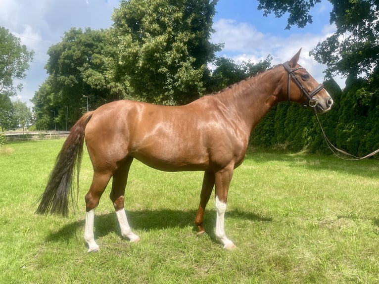 Hanovrien Jument 8 Ans 168 cm Alezan in Elmshorn