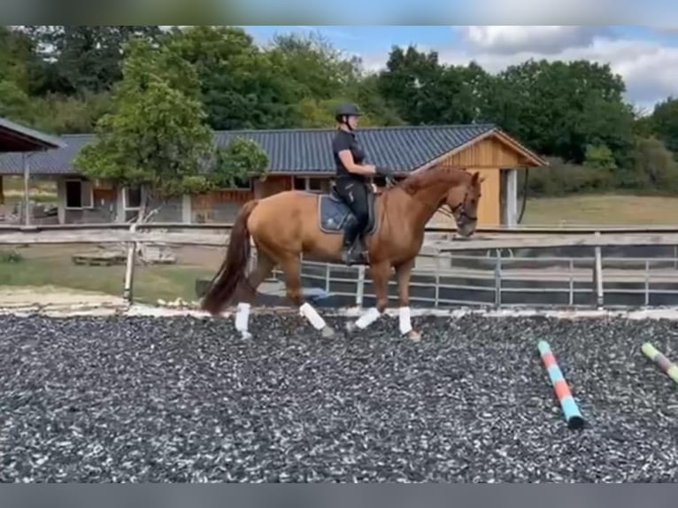 Hanovrien Jument 8 Ans 168 cm Alezan in Extertal