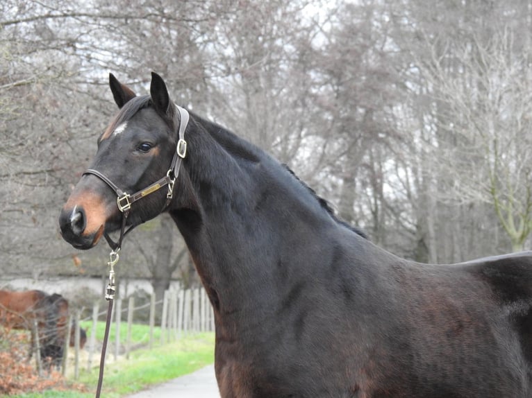 Hanovrien Jument 8 Ans 168 cm Bai brun in Verl