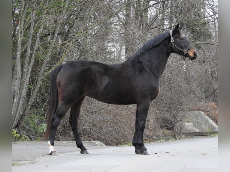 Hanovrien Jument 8 Ans 168 cm Bai brun in Verl