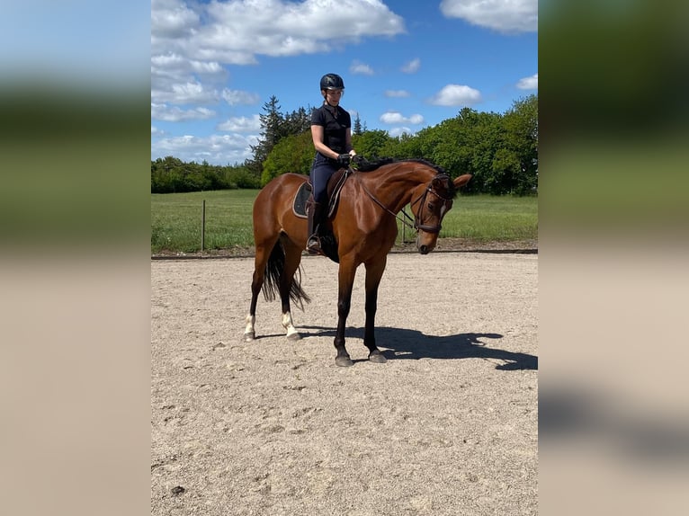 Hanovrien Jument 8 Ans 168 cm Bai in Flensburg