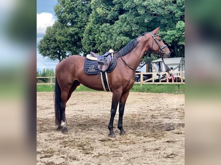 Hanovrien Jument 8 Ans 168 cm Bai in Flensburg