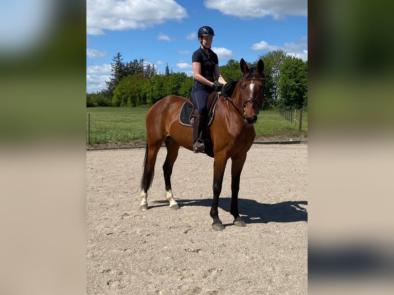 Hanovrien Jument 8 Ans 168 cm Bai in Flensburg