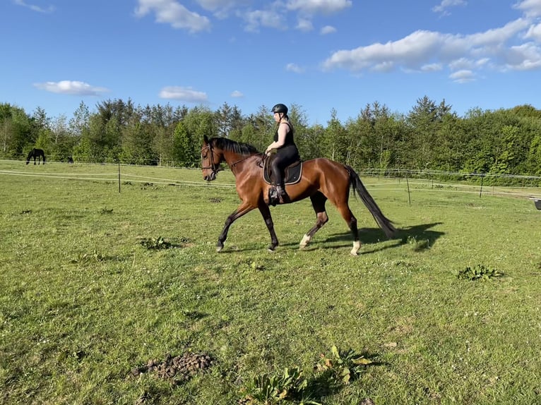 Hanovrien Jument 8 Ans 168 cm Bai in Flensburg