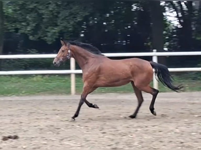 Hanovrien Jument 8 Ans 168 cm Bai in Hamm