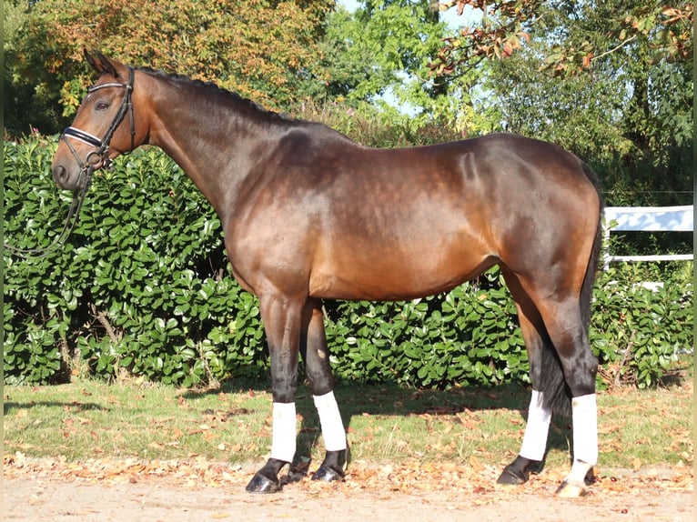 Hanovrien Jument 8 Ans 168 cm Bai in Selsingen