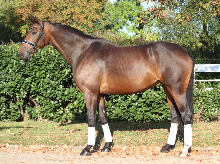 Hanovrien Jument 8 Ans 168 cm Bai in Selsingen