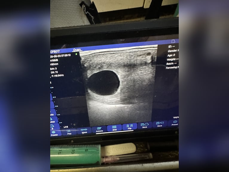 Hanovrien Jument 8 Ans 168 cm Gris in Wahrenholz