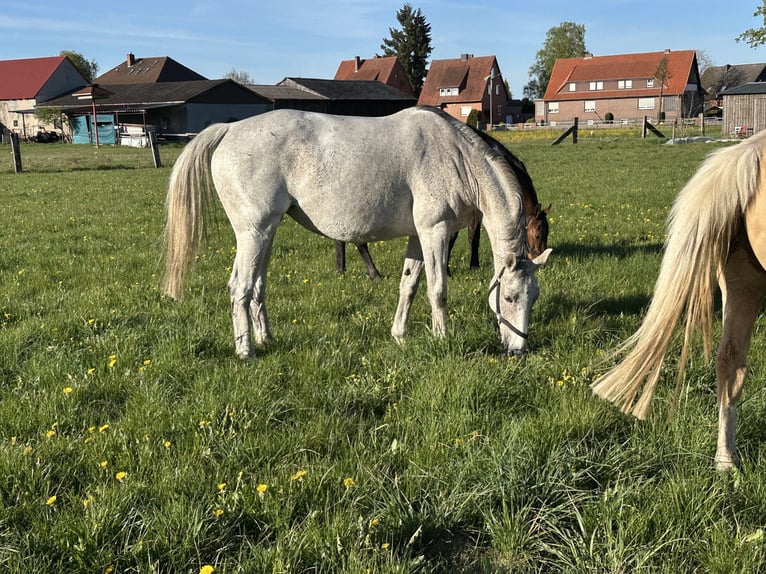Hanovrien Jument 8 Ans 168 cm Gris in Wahrenholz