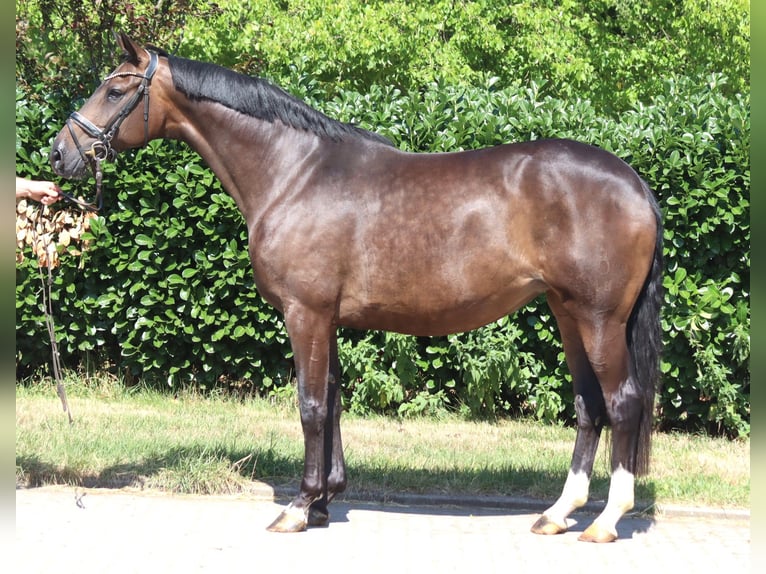 Hanovrien Jument 8 Ans 169 cm Bai in Selsingen