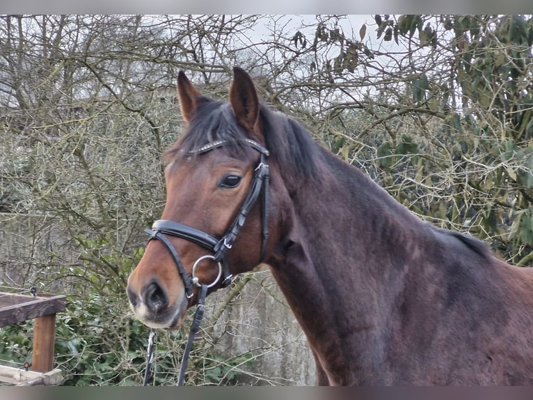 Hanovrien Jument 8 Ans 169 cm Bai in Ostercappeln