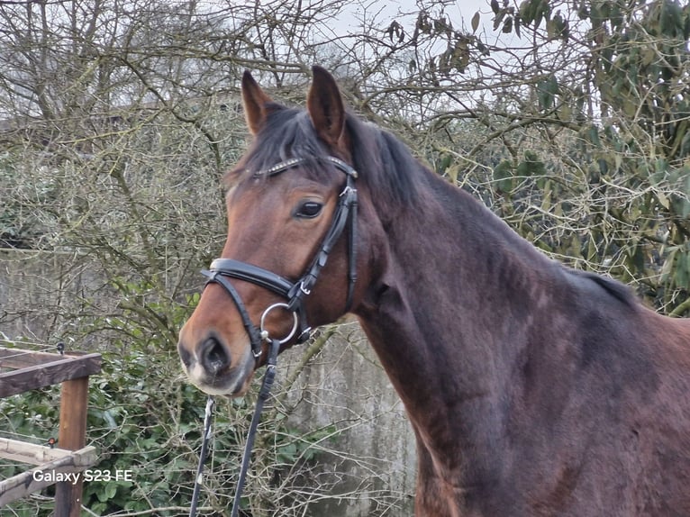 Hanovrien Jument 8 Ans 169 cm Bai in Ostercappeln