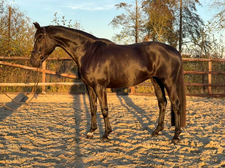 Hanovrien Jument 8 Ans 169 cm Noir in Hamm