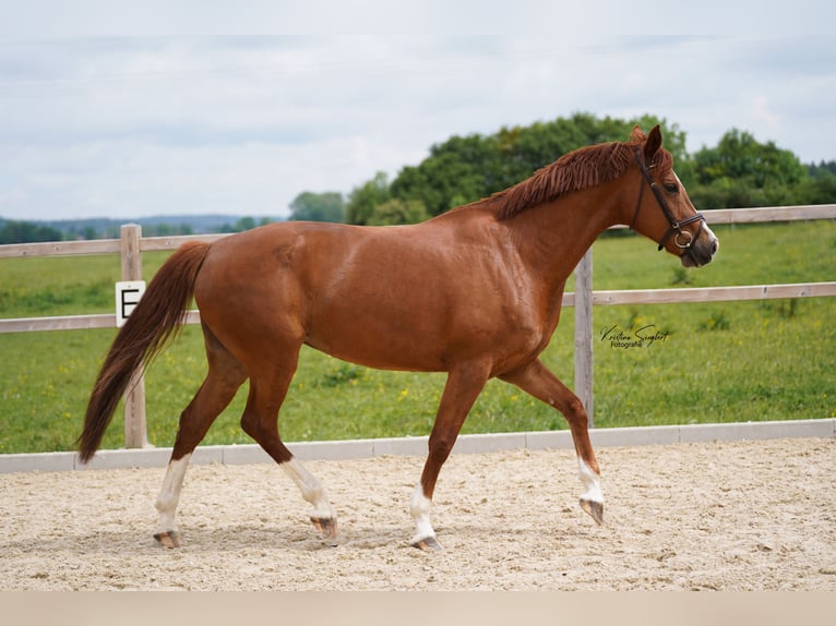 Hanovrien Jument 8 Ans 170 cm Alezan in Ettringen