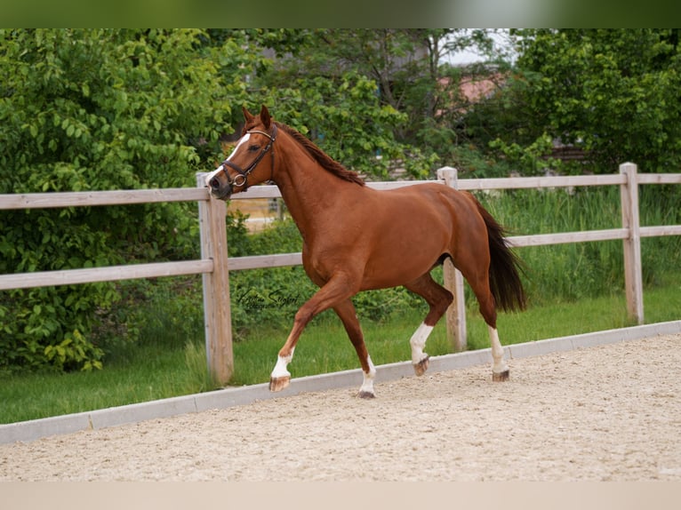 Hanovrien Jument 8 Ans 170 cm Alezan in Ettringen