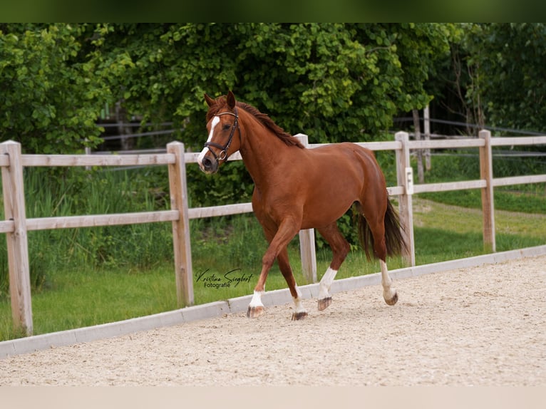 Hanovrien Jument 8 Ans 170 cm Alezan in Ettringen