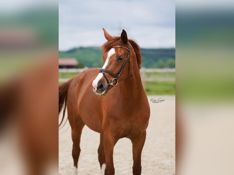 Hanovrien Jument 8 Ans 170 cm Alezan in Ettringen