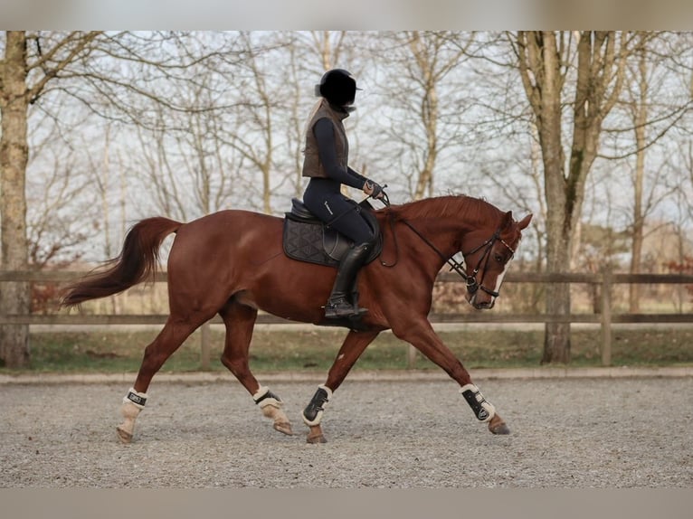 Hanovrien Jument 8 Ans 170 cm Alezan in Krembz