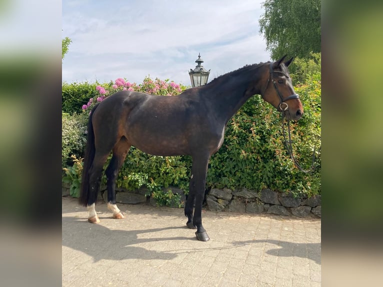 Hanovrien Jument 8 Ans 170 cm Bai brun in Weilburg