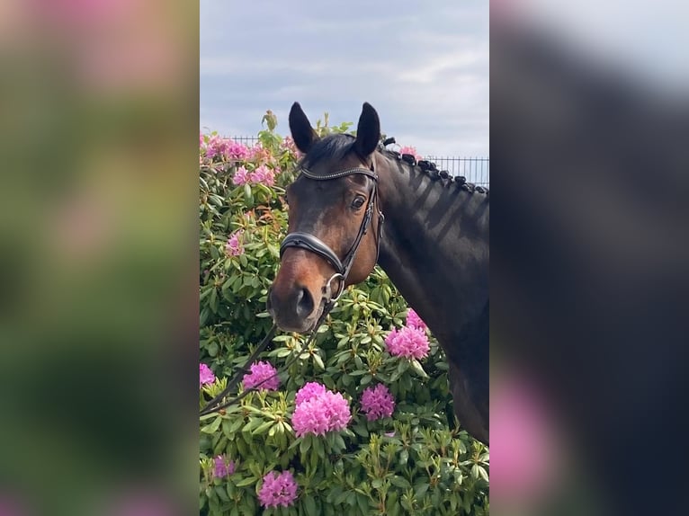 Hanovrien Jument 8 Ans 170 cm Bai brun in Weilburg
