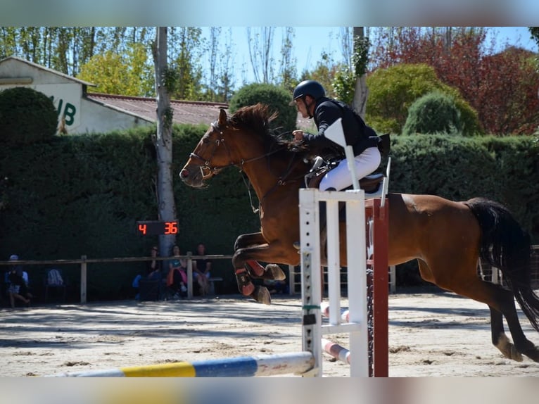Hanovrien Jument 8 Ans 170 cm Bai brun in Añezcar