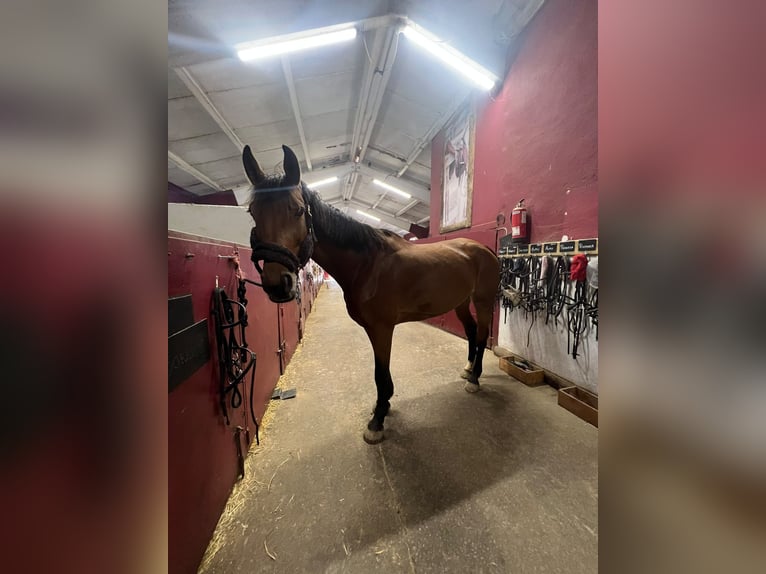 Hanovrien Jument 8 Ans 170 cm Bai brun in Añezcar