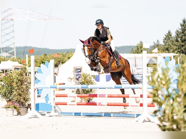 Hanovrien Jument 8 Ans 170 cm Bai brun in Trier