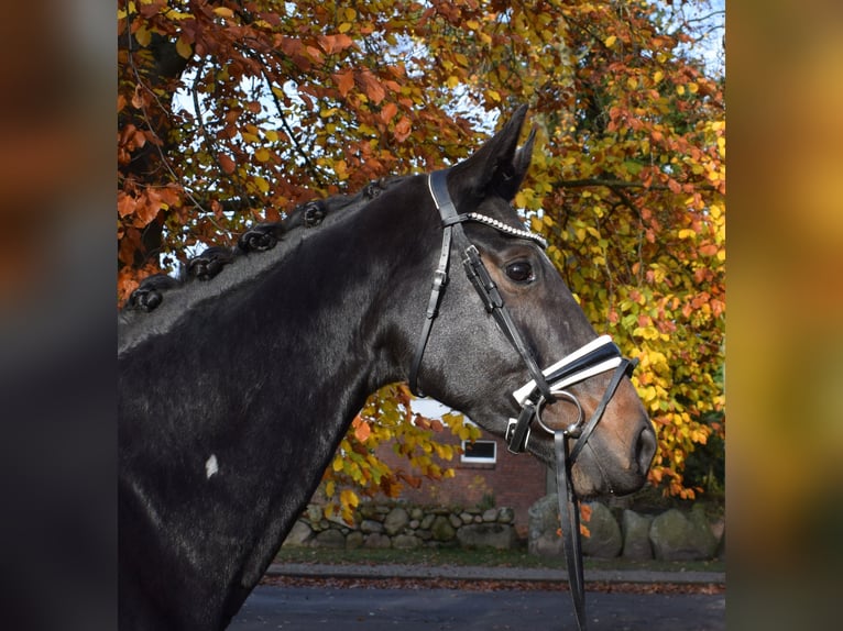 Hanovrien Jument 8 Ans 170 cm Bai brun foncé in Fredenbeck
