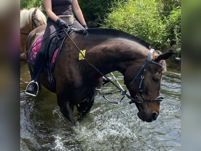 Hanovrien Jument 8 Ans 170 cm Bai brun foncé in Schwelm