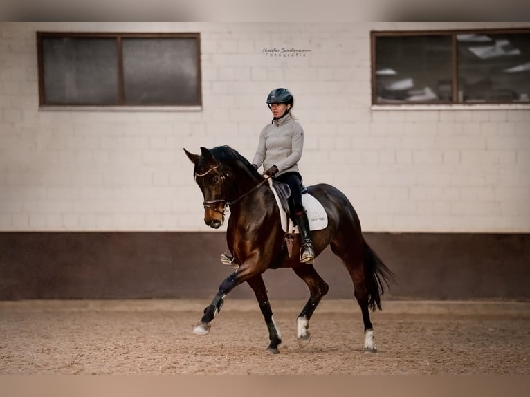 Hanovrien Jument 8 Ans 170 cm Bai in B&#xF6;rrstadt