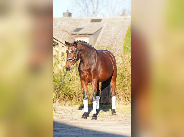 Hanovrien Jument 8 Ans 170 cm Bai in Hohenfelde