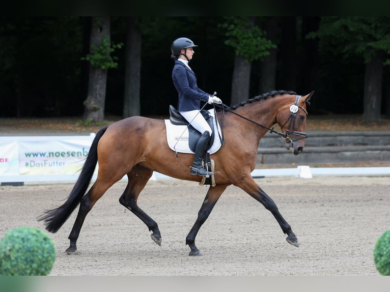Hanovrien Jument 8 Ans 170 cm Bai in Selfkant