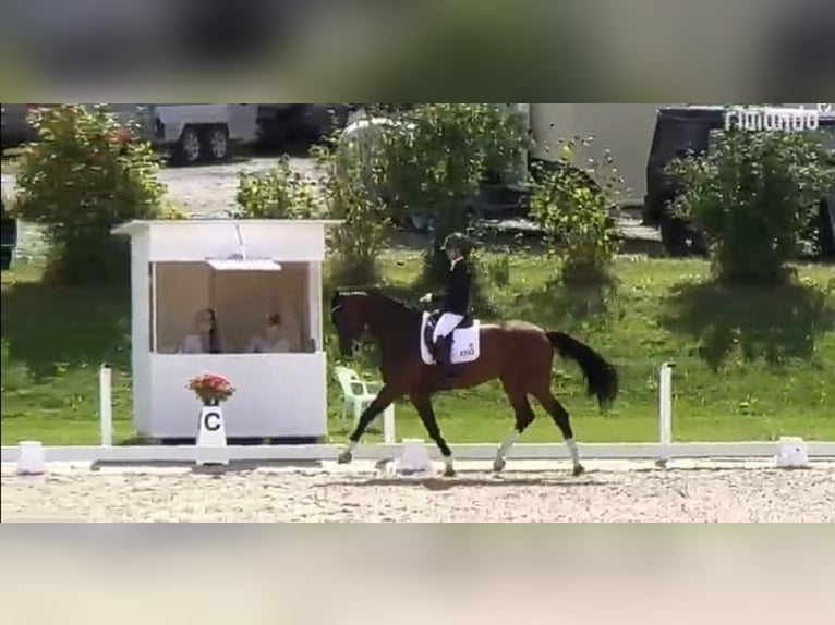Hanovrien Jument 8 Ans 170 cm Bai in Lingen