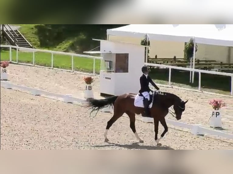Hanovrien Jument 8 Ans 170 cm Bai in Lingen