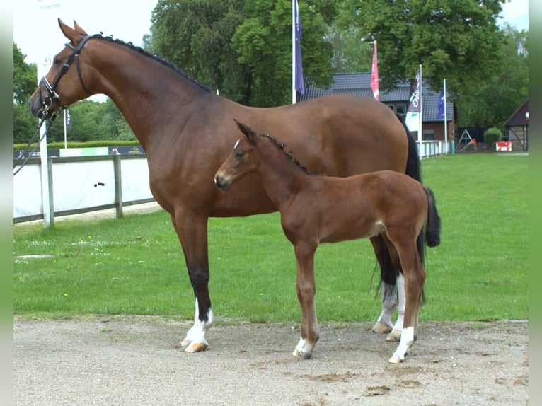 Hanovrien Jument 8 Ans 170 cm Bai in Lingen