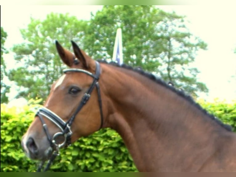 Hanovrien Jument 8 Ans 170 cm Bai in Lingen