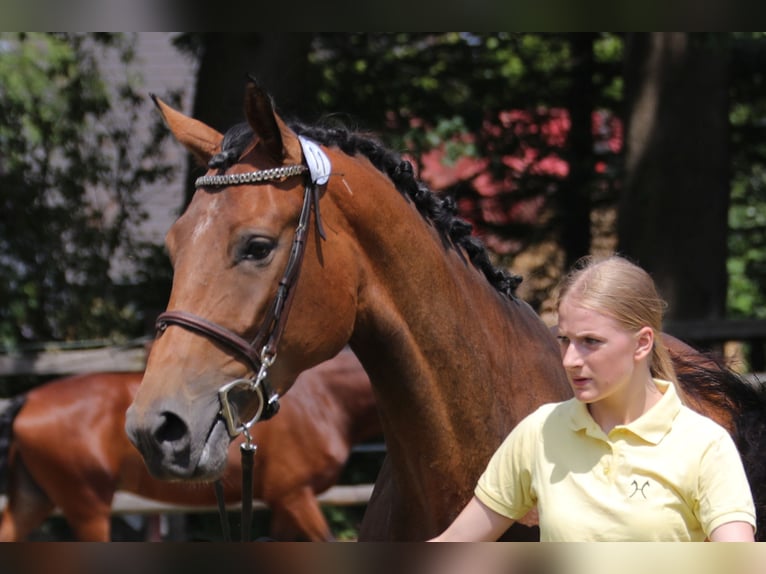 Hanovrien Jument 8 Ans 170 cm Bai in Ahrensbök