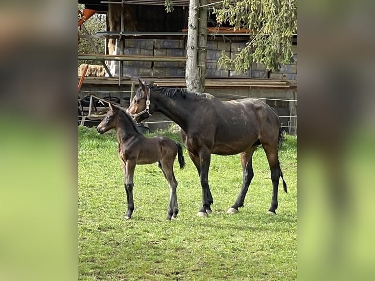 Hanovrien Jument 8 Ans 170 cm Bai in Hohenahr