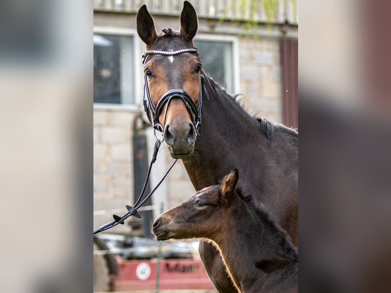 Hanovrien Jument 8 Ans 170 cm Bai in Hohenahr