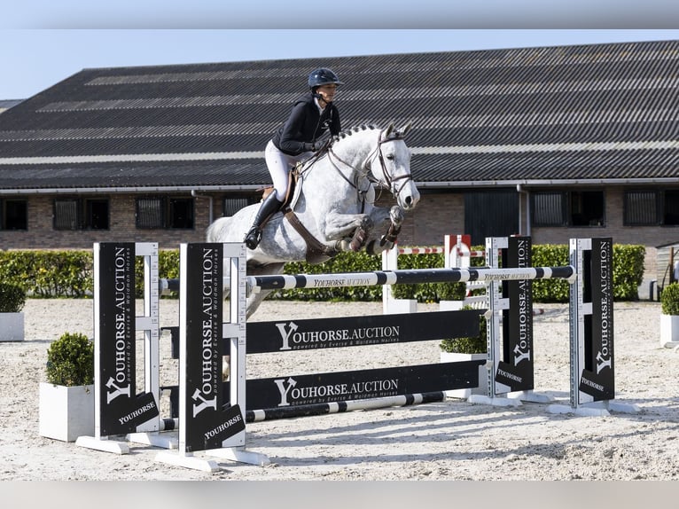 Hanovrien Jument 8 Ans 170 cm  in Waddinxveen