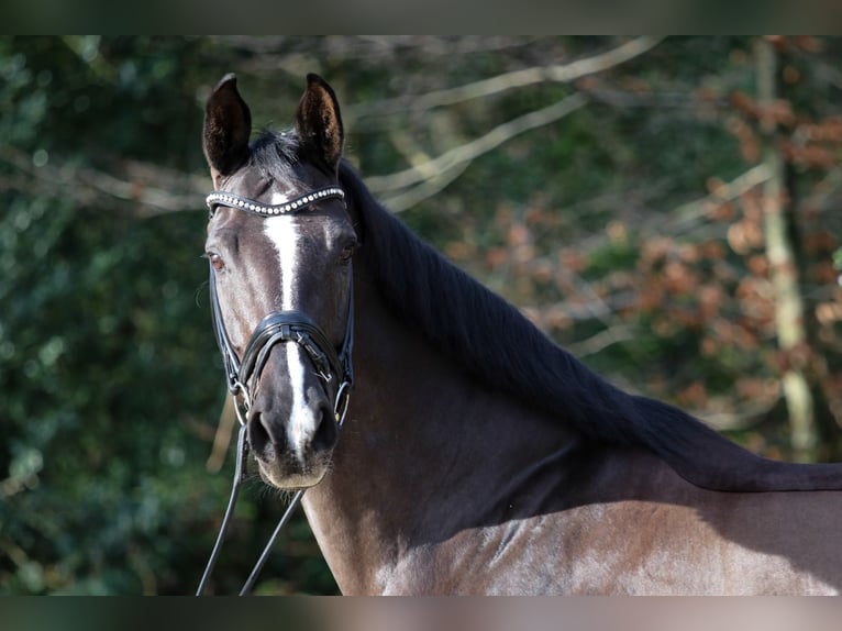 Hanovrien Jument 8 Ans 170 cm Noir in Wuppertal