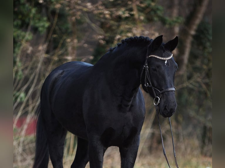 Hanovrien Jument 8 Ans 170 cm Noir in Békésszentandrás