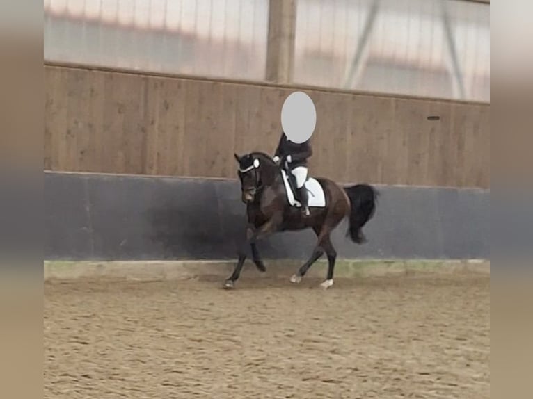 Hanovrien Jument 8 Ans 171 cm Bai brun in Wieseth