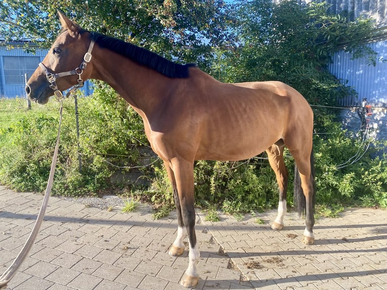 Hanovrien Jument 8 Ans 172 cm Bai in Elchingen