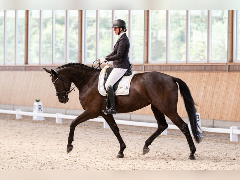 Hanovrien Jument 8 Ans 172 cm Noir in Übach-Palenberg