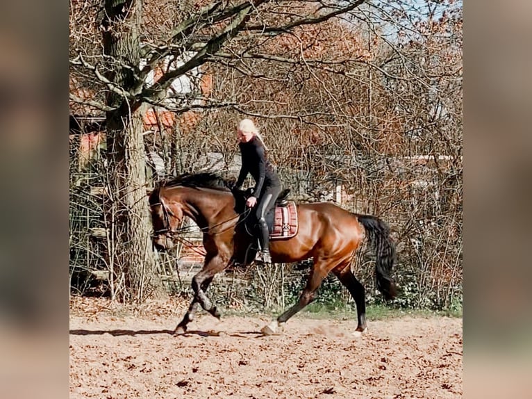 Hanovrien Jument 8 Ans 173 cm Bai in Molsberg