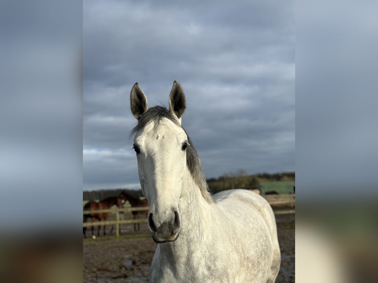 Hanovrien Jument 8 Ans 173 cm Gris in Uelzen