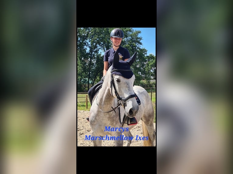 Hanovrien Jument 8 Ans 173 cm Gris in Uelzen