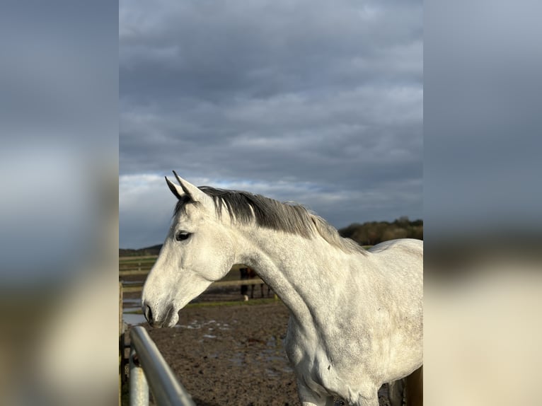 Hanovrien Jument 8 Ans 173 cm Gris in Uelzen